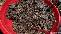 Komponen penting lainnya dari gudeg, nangka. Cacahan nangkanya lebih kecil-kecil dan halus daripada gudeg biasanya. Rasa manisnya pas, tak terlampau kuat dengan tekstur yang empuk.
