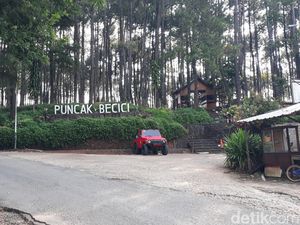 Kunjungan ke Hutan Pinus Mangunan Jogja Turun Drastis di Libur Lebaran
