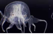 Penemuan Spesies Ubur-ubur Kotak Baru di Negara Ini, Punya 24 Mata