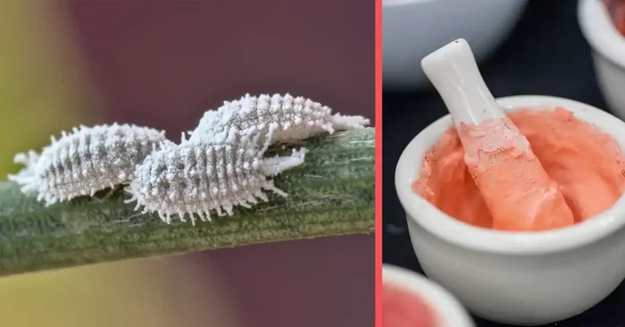 Pewarna Makanan dari Serangga Halal atau Haram? Ini Kata MUI