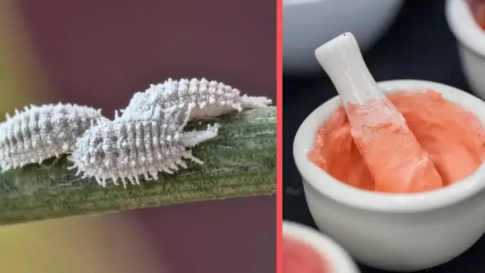 Pewarna Makanan dari Serangga Halal atau Haram? Ini Kata MUI