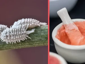 Apa Itu Karmin yang Diharamkan Bahtsul Masail NU Jatim?
