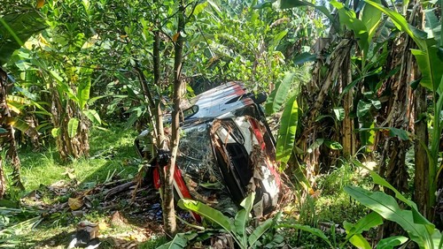 Kondisi Bis M-Trans setelah terperosok ke kebun sedalam 15 meter dari jalan utama di Jalan Denpasar-Gilimanuk, Jembrana, Bali, Kamis (27/4/2023). (I Putu Adi Budiastrawan/detikBali)