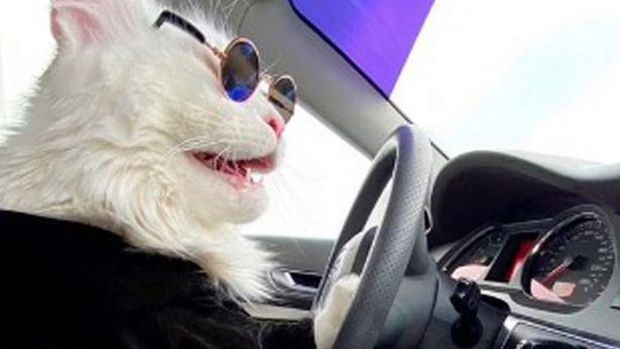 Kucing Terbesar di Dunia