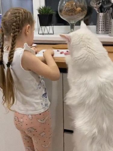 Kucing terbesar di dunia