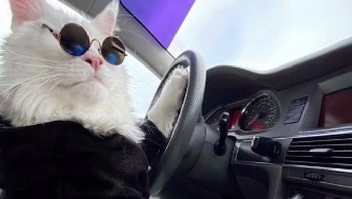 Kucing Terbesar di Dunia