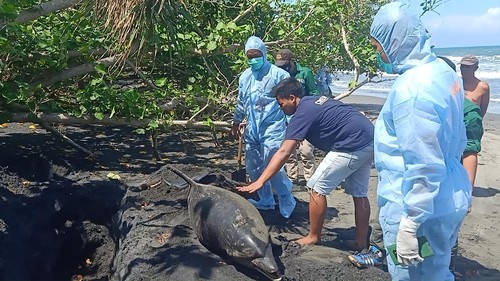 Petugas saat melakukan proses nekropsi lumba-lumba yang terdampar di pesisir pantai Tembles, Desa Penyaringan, Kecamatan Mendoyo, Kabupaten Jembrana, Kamis (27/2023).