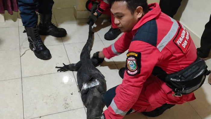 Warga di Kota Makassar, Sulawesi Selatan (Sulsel) dibuat geger dengan kemunculan biawak sepanjang 1,5 meter.