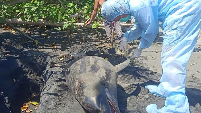 Petugas saat melakukan proses nekropsi terhadap lumba-lumba yang terdampar di pesisir Pantai Tembles, Desa Penyaringan, Kecamatan Mendoyo, Kabupaten Jembrana, Bali, Kamis (27/4/2023).