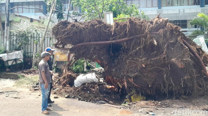 Pohon tumbang di Dago karena tak memiliki akar utama
