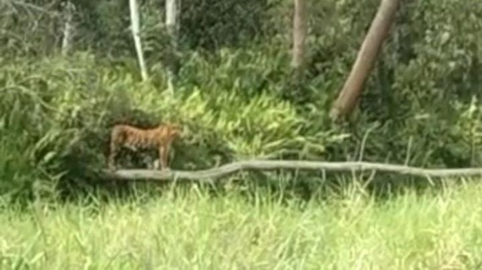 Screenshot harimau di kawasan PT RAPP (Foto: Istimewa)