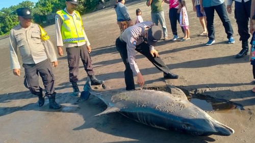 Seekor lumba-lumba mati yang ditemukan warga setempat saat dilakukan pemeriksaan oleh petugas, Kamis (27/4/2023). (IST)