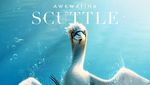 Para Karakter The Little Mermaid Versi Animasi Versus Live Action