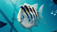 Penampilan Flounder di film live action The Little Mermaid sangat berbeda dan lebih kurus mengikuti bentuk asli iklan guppy. Karakter ini diisi suaranya oleh aktor Jacob Tremblay. (Foto: dok. Disney Indonesia)