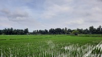 The Village terletak di Desa Silulu, Kecamatan Gunung Malela, Kabupaten Simalungin, Sumatera Utara. Destinasi wisata ini dibangun aktivis Togu Simorangkir yang bertujuan untuk mengedukasi masyarakat melestarikan lingkungan. (Putu Intan/detikcom)