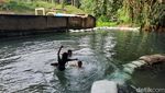 Potret The Village Silulu, Kampung Wisata Bikinan Togu Simorangkir