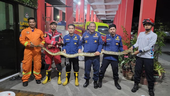 Damkar Makassar usai mengevakuasi ular sanca 4 meter dari rumah warga.