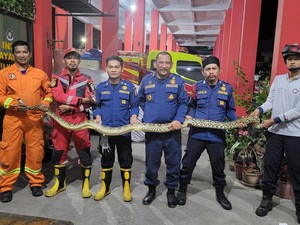 Ular Sanca 4 Meter Muncul di Rumah Warga Makassar saat Kejar Tikus