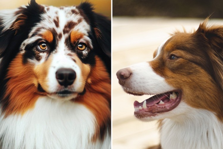 fotoinet Tebak Gambar! Mana Anjing yang Sungguhan dan AI?