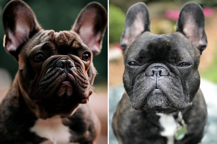 fotoinet Tebak Gambar! Mana Anjing yang Sungguhan dan AI?