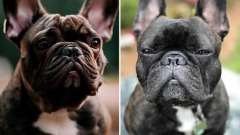 Pengguna bisa meminta foto anjing di jalanan dan kita akan mendapatkan hasil yang cukup bagus. Untuk anjing yang ini, foto yang kiri adalah AI. Foto: THE U.S. SUN / BING / UNSPLASH