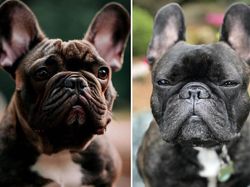 Tebak Gambar! Mana Anjing yang Sungguhan dan AI?