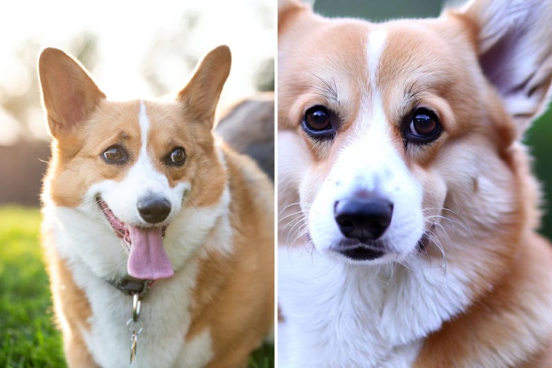 fotoinet Tebak Gambar! Mana Anjing yang Sungguhan dan AI?