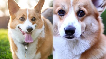 Pembuat gambar dari Bing Microsoft menggunakan model AI yang disebut DALL-E. Ini dibuat oleh OpenAI, dan menghasilkan satu set gambar yang cocok dengan apa pun yang ditulis. Coba tebak mana yang anjing AI? Jawabannya yang kanan. Foto: THE U.S. SUN / BING / UNSPLASH