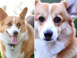 Tebak Gambar! Mana Anjing yang Sungguhan dan AI?