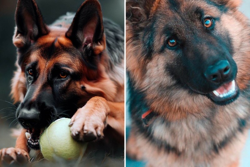 fotoinet Tebak Gambar! Mana Anjing yang Sungguhan dan AI?