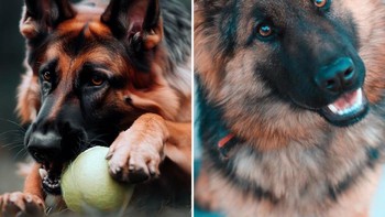 AI diminta secara spesifik membuat foto ras anjing tertentu, lalu juga menambahkan aktivitas atau lokasi. AI pun mampu menghasilkan rendering anjing yang sangat mirip. Untuk foto kali ini, yang AI adalah yang kiri ya. Foto: THE U.S. SUN / BING / UNSPLASH