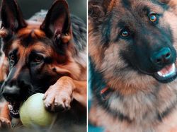 Tebak Gambar! Mana Anjing yang Sungguhan dan AI?