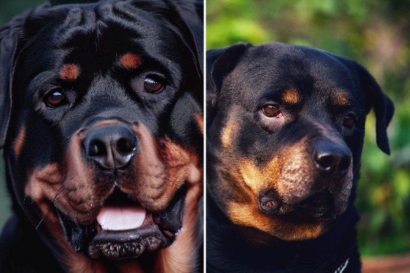 fotoinet Tebak Gambar! Mana Anjing yang Sungguhan dan AI?