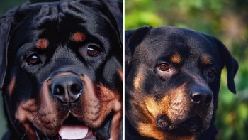 Nah untuk foto terakhir, yang mana merupakan foto anjing AI? Ya, jawabannya adalah yang kiri. Bagaimana? Berapa tebakan Anda yang benar? Foto: THE U.S. SUN / BING / UNSPLASH