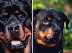 Tebak Gambar! Mana Anjing yang Sungguhan dan AI?