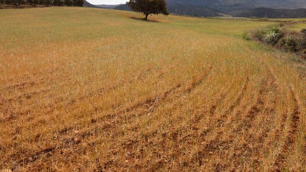 Ladang gandum, yang dibuang untuk panen karena kekeringan, terlihat selama suhu musim panas yang terik di musim semi di Ronda, Spanyol 27 April 2023. (REUTERS/Jon Nazca)