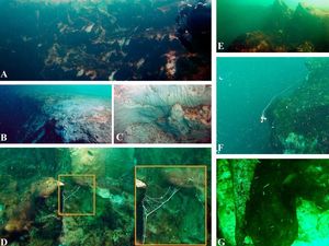 Spesies Punah Ditemukan Awet di Lubang Biru Raksasa Laut Meksiko