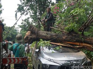 Pohon Tumbang Timpa Xpander dan Terios di Surabaya