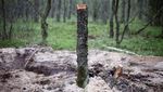 Puing Objek Militer Misterius Ditemukan di Hutan Polandia