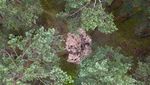 Puing Objek Militer Misterius Ditemukan di Hutan Polandia