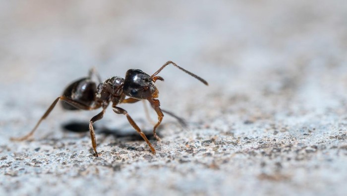 Extreme close-up shot of the ant at the concrete surface