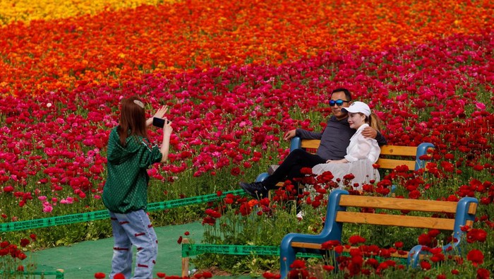 Taman Bunga Ini Indahnya Kebangetan, Nggak Akan Puas Foto-foto Field workers pick giant Tecolote Ranunculus flowers as people take a picture at the Flower Fields in Carlsbad, California, U.S., April 27, 2023. REUTERS/Mike Blake