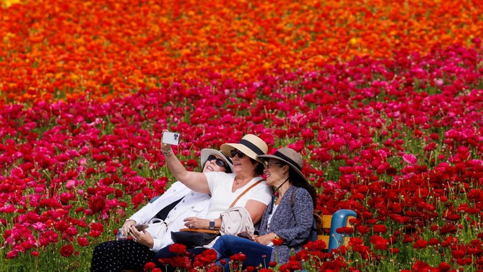Field workers pick giant Tecolote Ranunculus flowers as people take a picture at the  Flower Fields in Carlsbad, California, U.S., April 27, 2023. REUTERS/Mike Blake