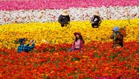 Pada bulan Maret dan Mei Carlsbad Flower Field dikunjungi oleh 200.000 pengunjung setiap tahun.    