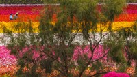 Carlsbad Flower Field, California memiliki pemandangan hamparan bunga warna-warni yang menakjubkan.     