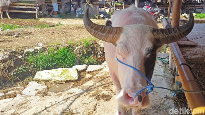 Tedong Bonga Toraja yang harganya bisa mencapai miliaran rupiah