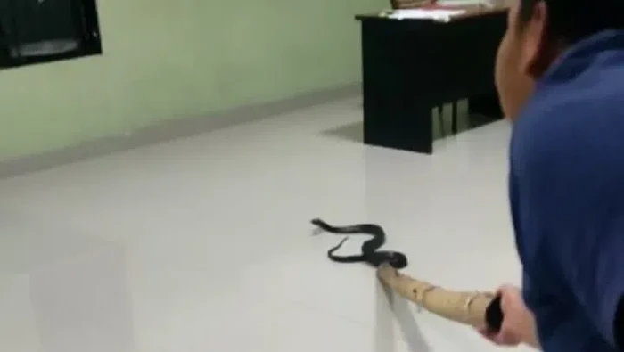 Ular berbisa jenis Black Boiga masuk ke ruang perawatan RSUD Sawerigading Kota Palopo, Sulawesi Selatan (Sulsel).