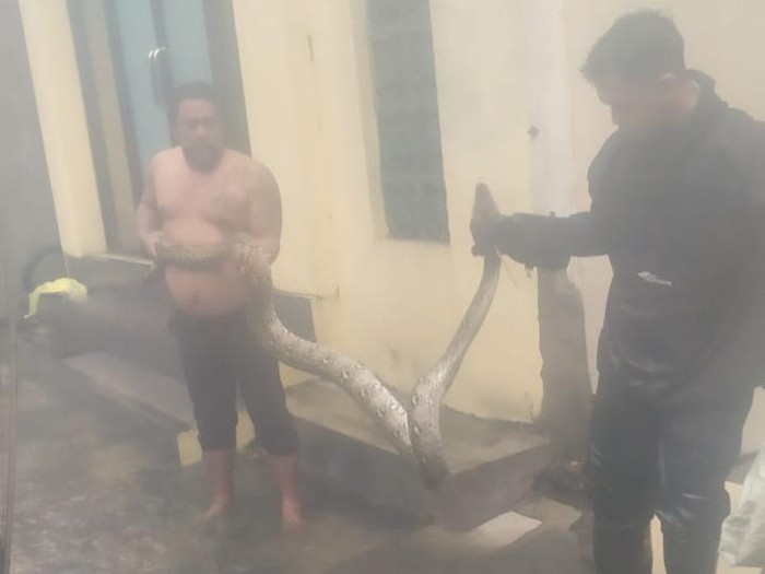 Ular piton yang ditemukan di Jalan Mayjend Sungkono saat banjir