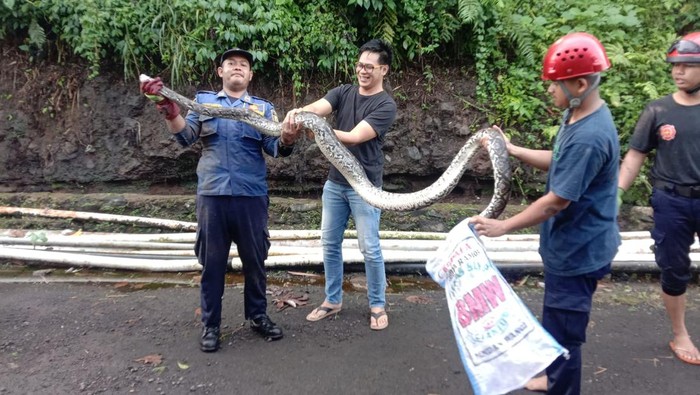 Ular Sanca 2 meter muncul di saluran air perumahan di Ciomas, Bogor, Jawa Barat, Jumat (28/4/2023).