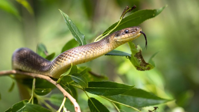 Aesculapian snake,  climbing on tree. Wild animal.